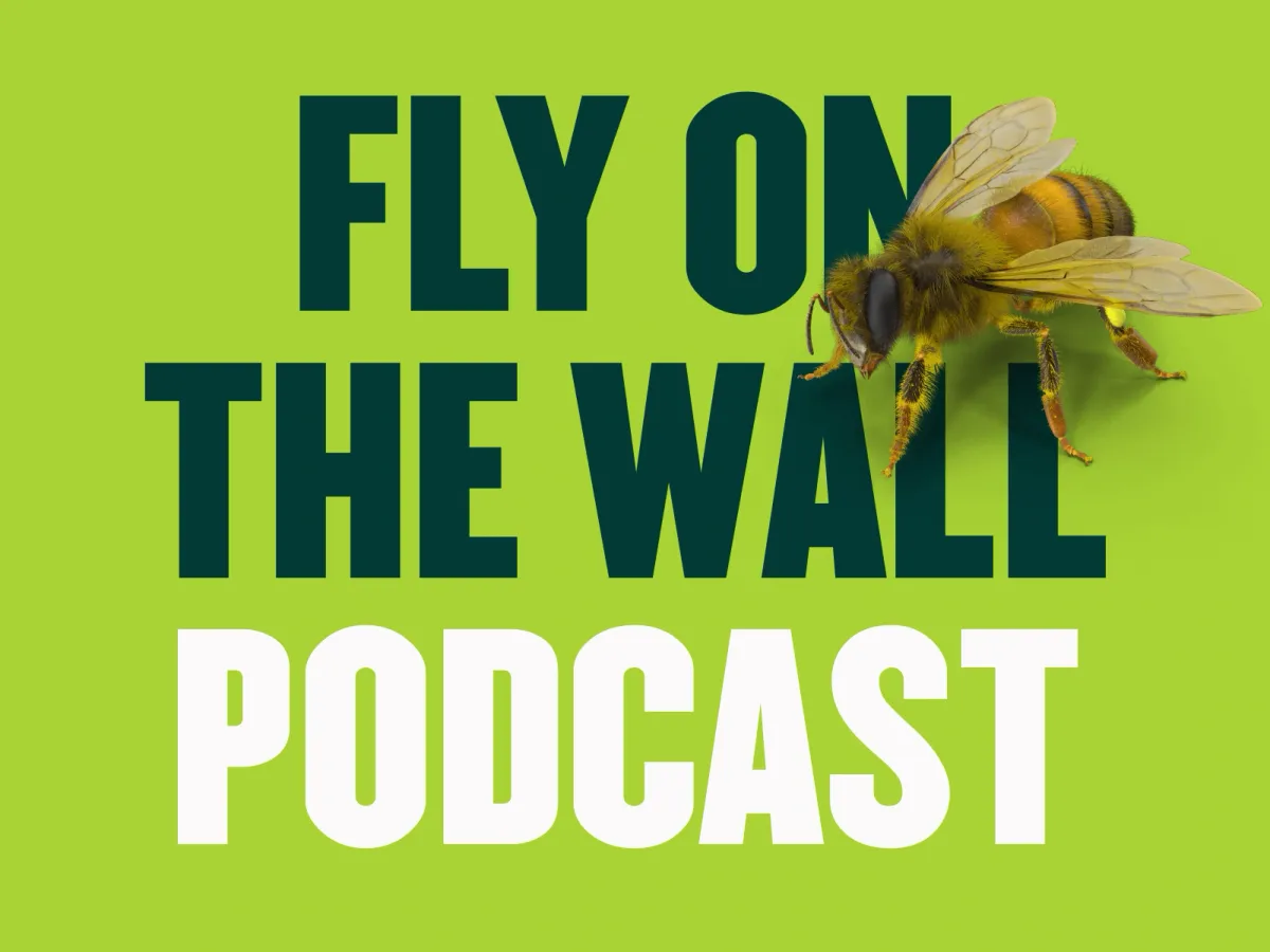 Fly on The Wall Podcast & Other Celebrity Rewatch Podcasts You'll Love